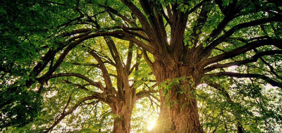 Large trees